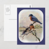 Eastern Bluebirts mit Baby Bird Postkarte (Vorne/Hinten)