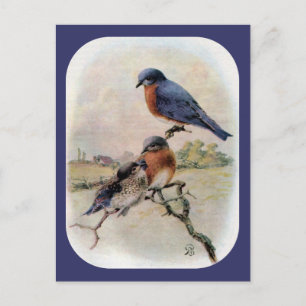 Eastern Bluebirts mit Baby Bird Postkarte
