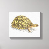 Eastern Box Turtle Canvas Print Leinwanddruck (Vorderseite)
