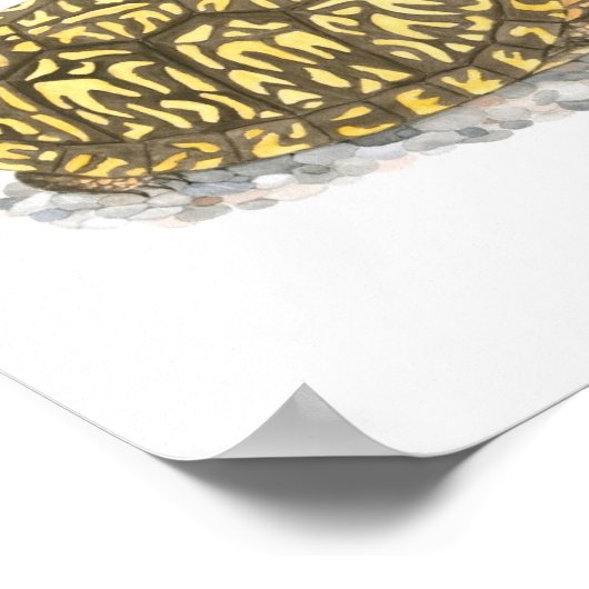 Eastern Box Turtle Fine Art Print Poster (Ecke)
