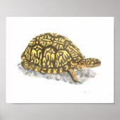 Eastern Box Turtle Fine Art Print Poster (Vorne)