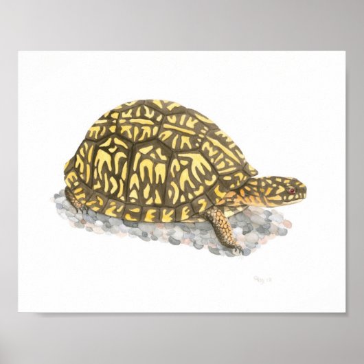 Eastern Box Turtle Fine Art Print Poster (Vorne)