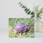 Eastern Box Turtle Louisiana Postkarte (Stehend Vorderseite)