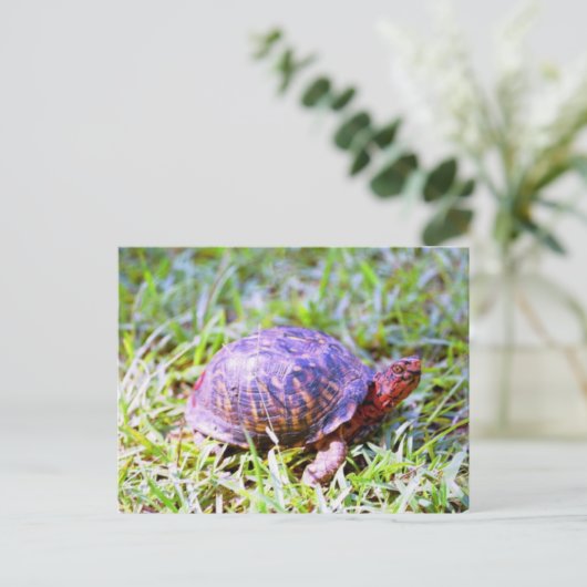 Eastern Box Turtle Louisiana Postkarte (Stehend Vorderseite)