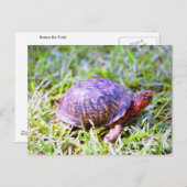 Eastern Box Turtle Louisiana Postkarte (Vorne/Hinten)