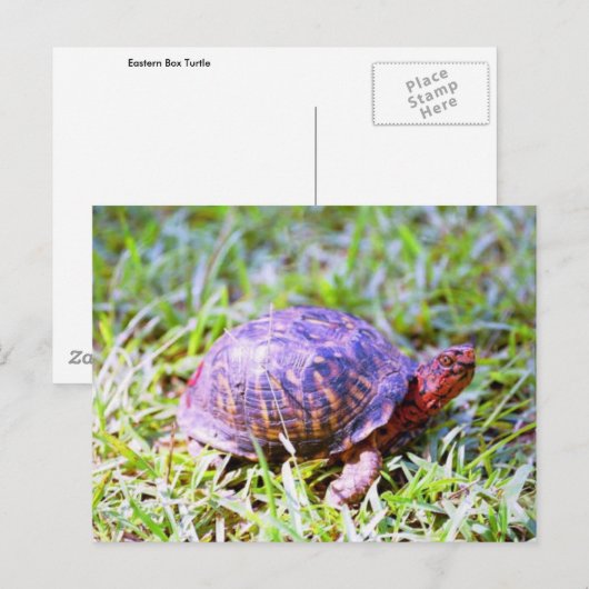 Eastern Box Turtle Louisiana Postkarte (Vorne/Hinten)