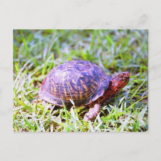 Eastern Box Turtle Louisiana Postkarte (Vorderseite)