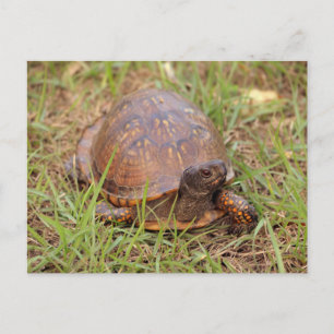 Eastern Box Turtle (North Carolina and Tennessee) Postkarte