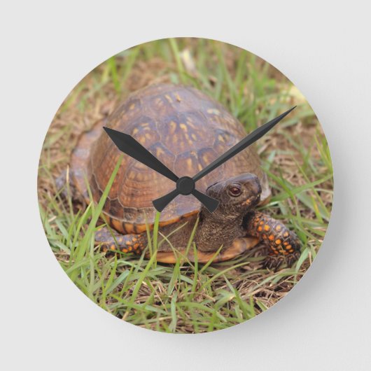 Eastern Box Turtle (North Carolina and Tennessee) Runde Wanduhr (Vorderseite)
