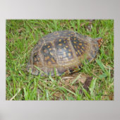 Eastern Box Turtle Peeking Poster (Vorne)