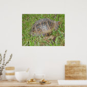 Eastern Box Turtle Peeking Poster (Küche)