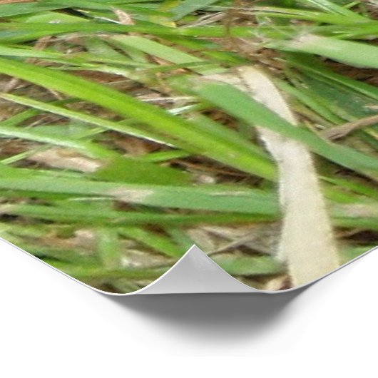 Eastern Box Turtle Peeking Poster (Ecke)