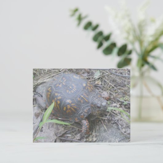 Eastern Box Turtle Postcard #1 Postkarte (Stehend Vorderseite)
