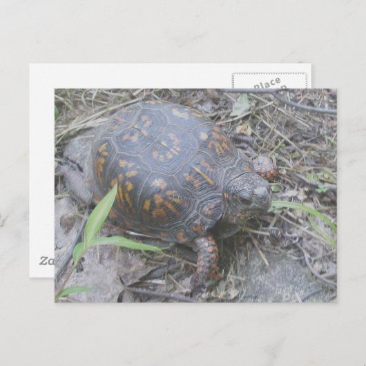 Eastern Box Turtle Postcard #1 Postkarte (Vorne/Hinten)