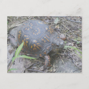 Eastern Box Turtle Postcard #1 Postkarte