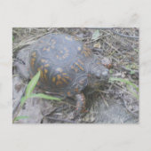 Eastern Box Turtle Postcard #1 Postkarte (Vorderseite)