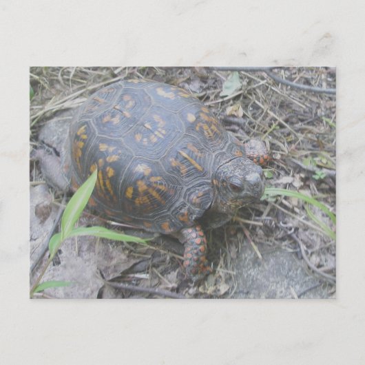 Eastern Box Turtle Postcard #1 Postkarte (Vorderseite)