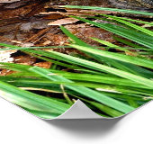 Eastern Box Turtle Poster (Ecke)