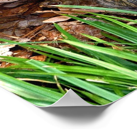 Eastern Box Turtle Poster (Ecke)