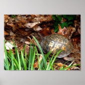 Eastern Box Turtle Poster (Vorne)