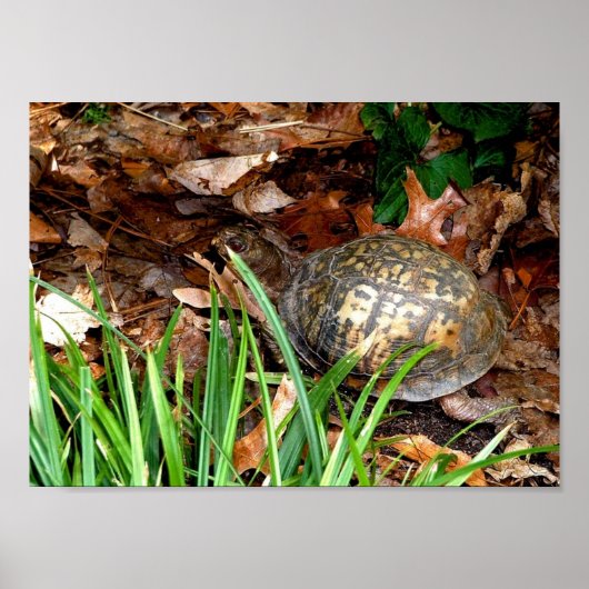 Eastern Box Turtle Poster (Vorne)