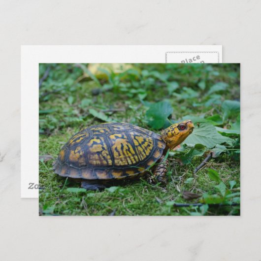 Eastern Box Turtle Postkarte (Vorne/Hinten)