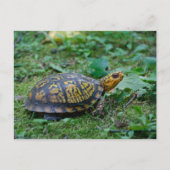 Eastern Box Turtle Postkarte (Vorderseite)