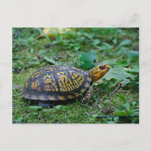 Eastern Box Turtle Postkarte (Vorderseite)