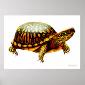 Eastern Box Turtle Print Poster (Vorne)
