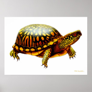 Eastern Box Turtle Print Poster