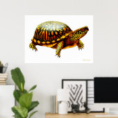 Eastern Box Turtle Print Poster (Heimbüro)