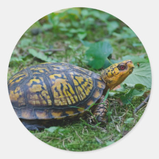 Eastern Box Turtle Runder Aufkleber