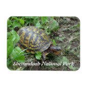 Eastern Box Turtle, Shenandoah National Park Magnet (Horizontal)