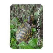 Eastern Box Turtle, Shenandoah National Park Magnet (Vertikal)