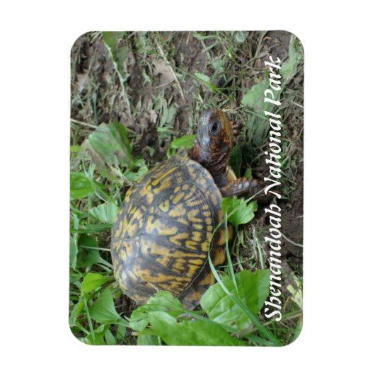 Eastern Box Turtle, Shenandoah National Park Magnet (Vertikal)