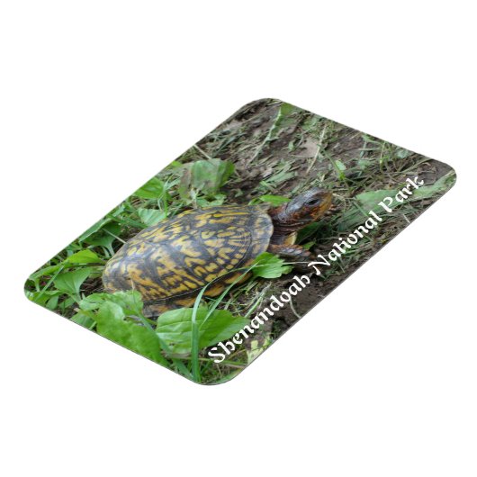 Eastern Box Turtle, Shenandoah National Park Magnet (Linke Seite)