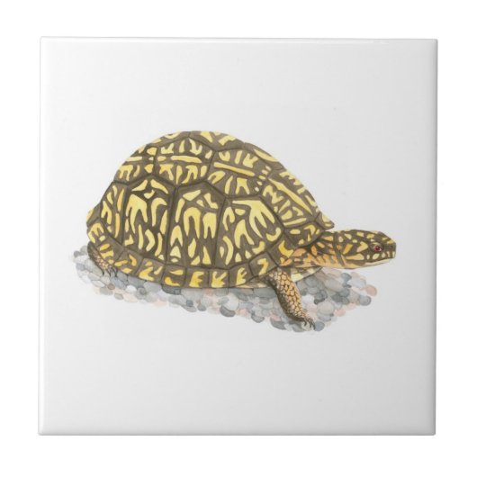 Eastern Box Turtle Tile Fliese (Vorderseite)