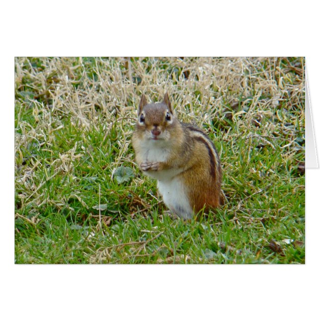 Eastern Chipmunk (Vorderseite (Horizontal))