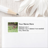 Eastern Chipmunk (Insitu)