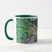 Eastern Chipmunk auf Rock Tasse (Links)