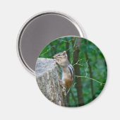 Eastern Chipmunk auf Stump Magnet (Vorderseite/Rückseite)
