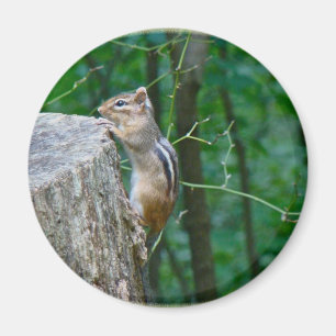 Eastern Chipmunk auf Stump Magnet