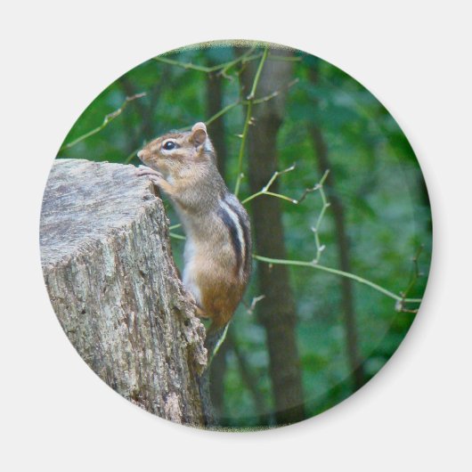 Eastern Chipmunk auf Stump Magnet (Vorne)