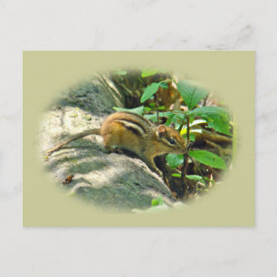 Eastern Chipmunk auf Stump Postkarte