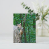 Eastern Chipmunk auf Stump Postkarte (Stehend Vorderseite)