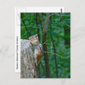 Eastern Chipmunk auf Stump Postkarte (Vorne/Hinten)