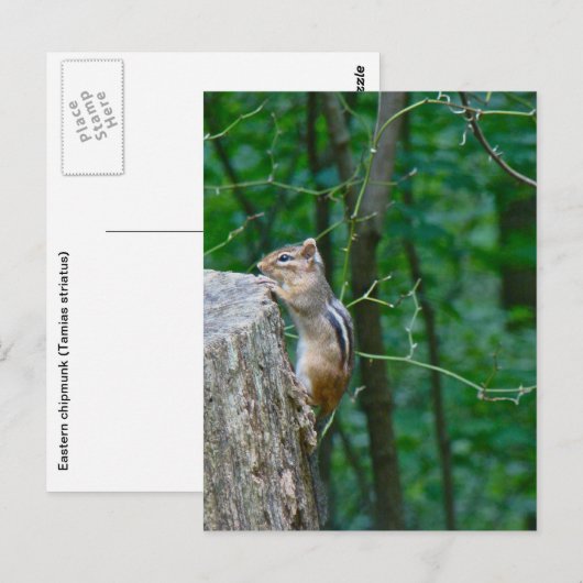 Eastern Chipmunk auf Stump Postkarte (Vorne/Hinten)