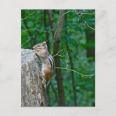 Eastern Chipmunk auf Stump Postkarte (Vorderseite)