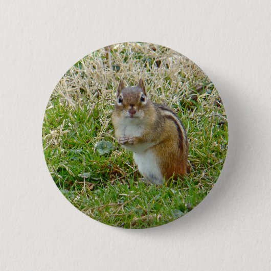 Eastern Chipmunk Button (Vorderseite)