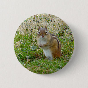 Eastern Chipmunk Button